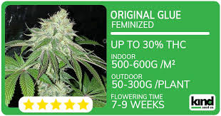 Exploring the Best Marijuana Seeds Florida Has to Offer Exploring the Best Marijuana Seeds Florida Has to Offer