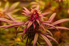 Exploring the Best Marijuana Seeds Florida Has to Offer Exploring the Best Marijuana Seeds Florida Has to Offer